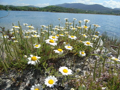 Anthemis peregrina
