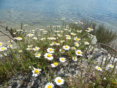 Anthemis peregrina