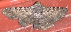 Polydesma