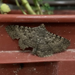 Polydesma