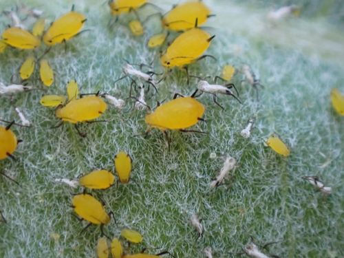 iNaturalist observation photo of Oleander Aphid