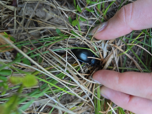 smooth ground beetle