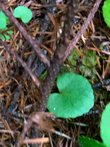 Viola sempervirens, photograph 3