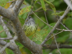 Todirostrum maculatum