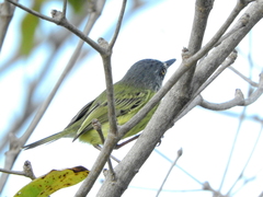 Todirostrum maculatum