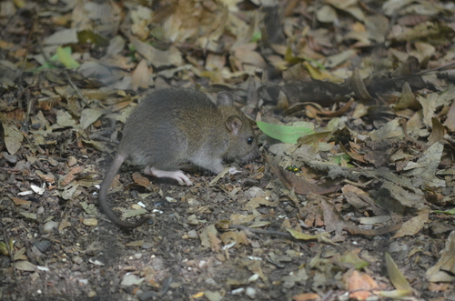 Rat photographed near here on 2026-08-05