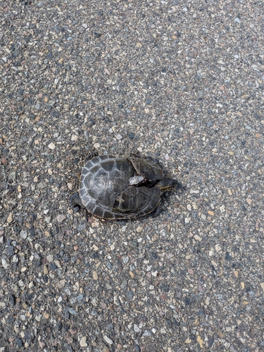 Western Painted Turtle