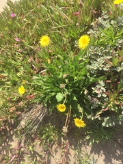 Agoseris apargioides