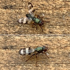 Chaetopsis massyla