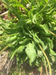 Agoseris apargioides