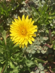 Agoseris apargioides