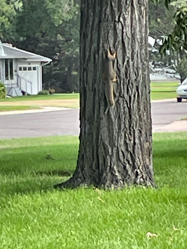 Eastern Fox Squirrel