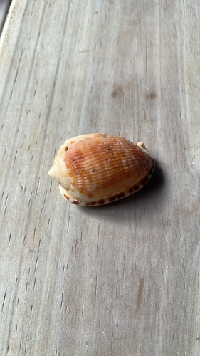 Cypraecassis testiculus observed 2026-08-05