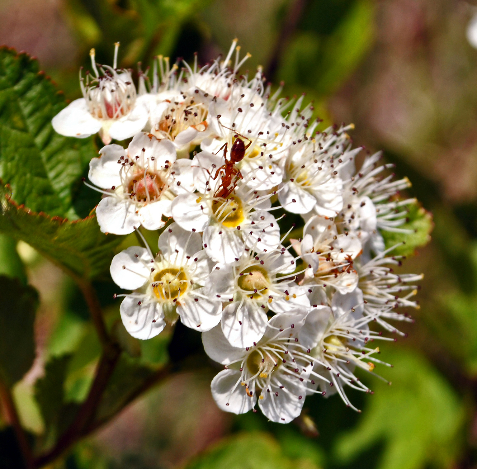 Physocarpus intermedius