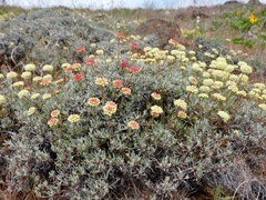 Eriogonum douglasii