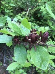 Calycanthus floridus