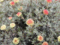 Eriogonum douglasii