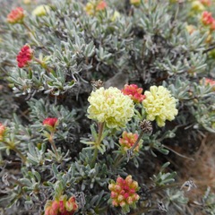 Eriogonum douglasii