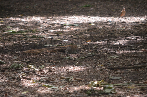 Rat photographed near here on 2026-08-05
