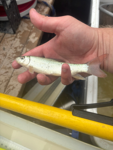 Shorthead Redhorse