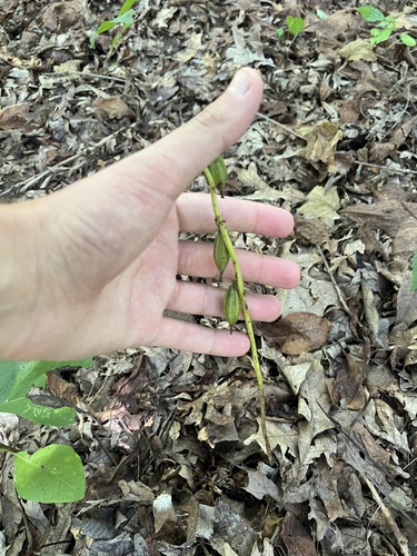 putty root