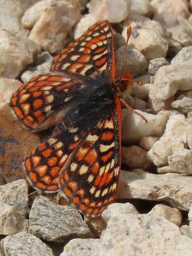 iNaturalist observation photo of Edith's Checkerspot