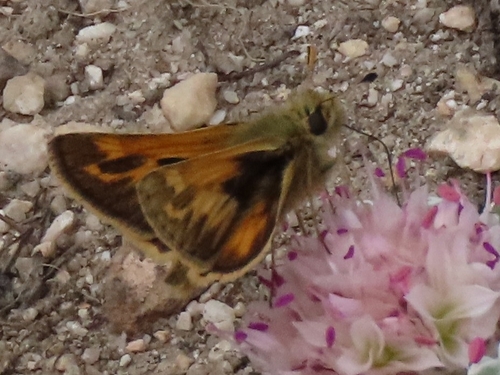 iNaturalist observation photo of Sandhill Skipper