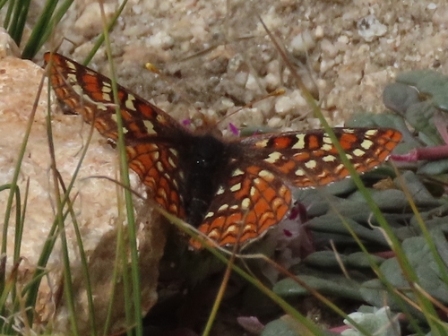 iNaturalist observation photo of Edith's Checkerspot