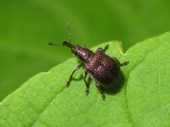 Involvulus cupreus