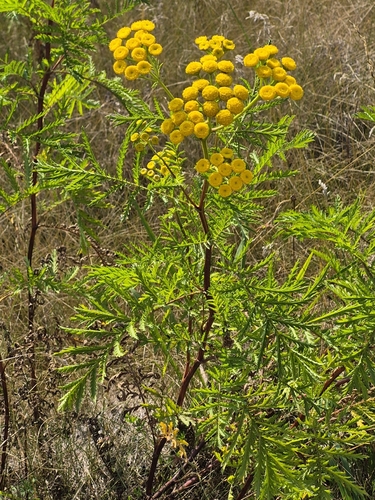tansy