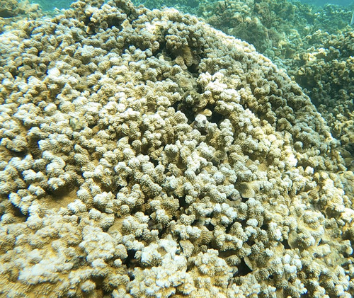 Montipora capitata, 2026-07-18