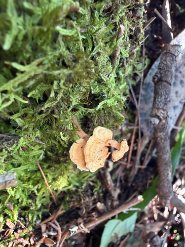 Pagoda Fungus