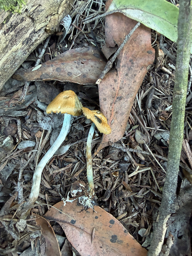 Psilocybe subaeruginosa