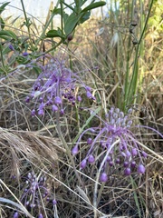 Allium daninianum
