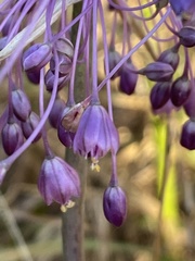 Allium daninianum