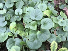 Viola appalachiensis