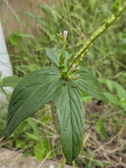Spigelia anthelmia, photograph (c) Anthony Batista, some rights reserved (CC BY)