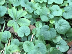 Viola appalachiensis