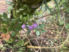 Sphyrospermum buxifolium