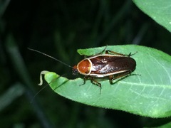 Pseudomops septentrionalis