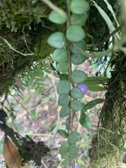 Sphyrospermum buxifolium