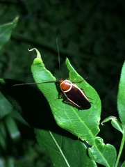 Pseudomops septentrionalis