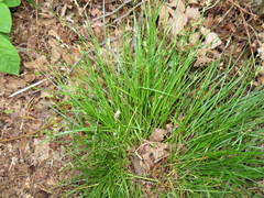 Carex remota