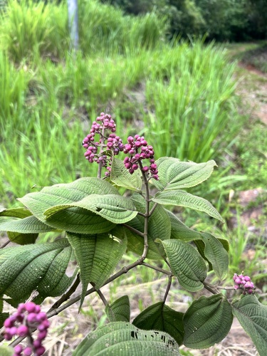 pink pearl bush
