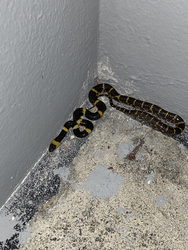 Laotian Wolf Snake — seen at this dive site