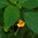 Common Jewelweed - Photo (c) Tom Potterfield, some rights reserved (CC BY-NC-SA)