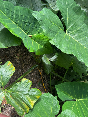 elephant ear