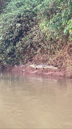 Broad-snouted Caiman