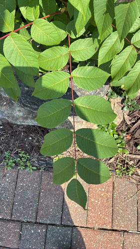 eastern black walnut