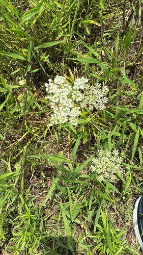 wild carrot